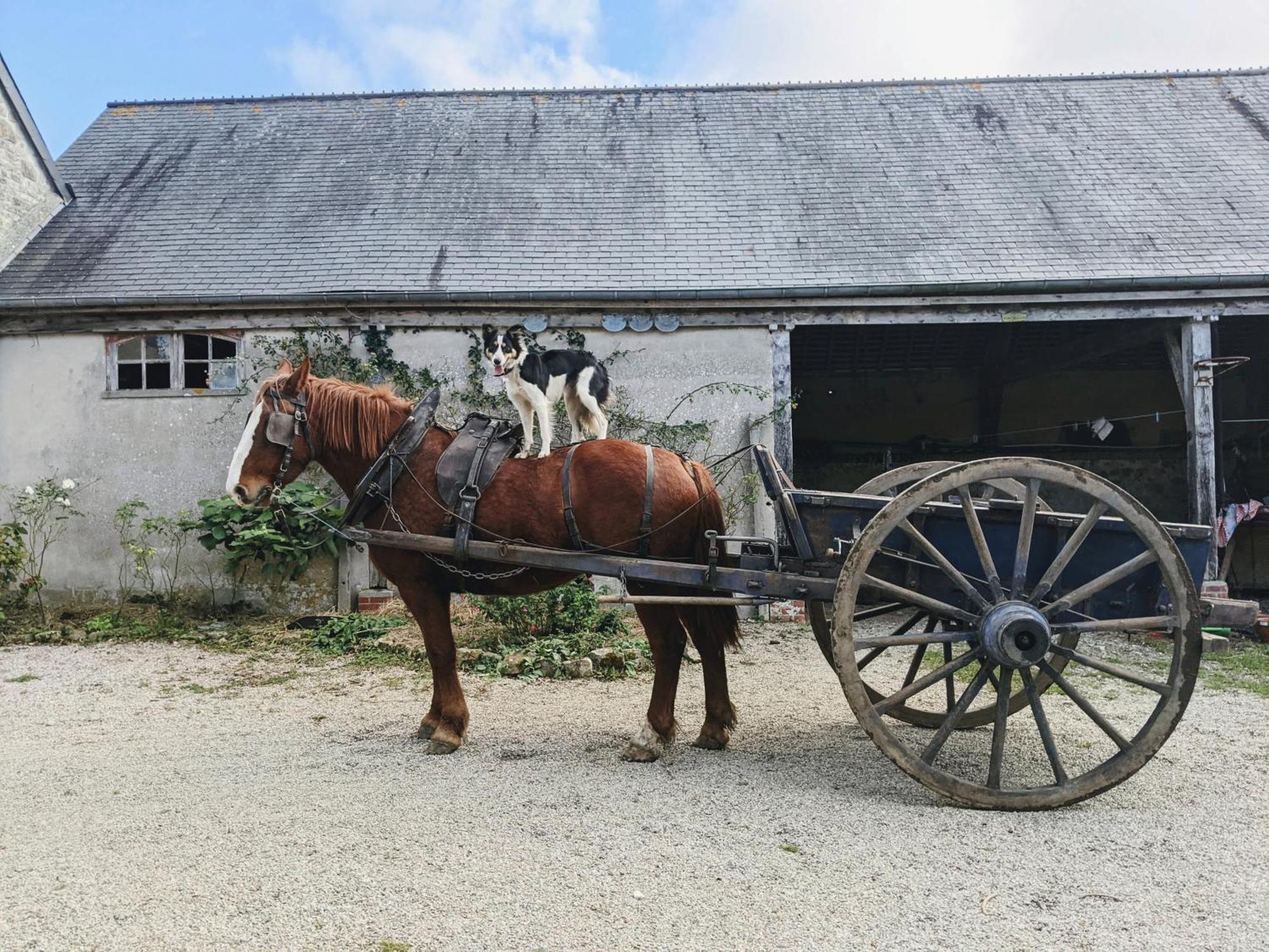 Ferme De Franqueville Sainte-Marie-du-Mont  Extérieur photo